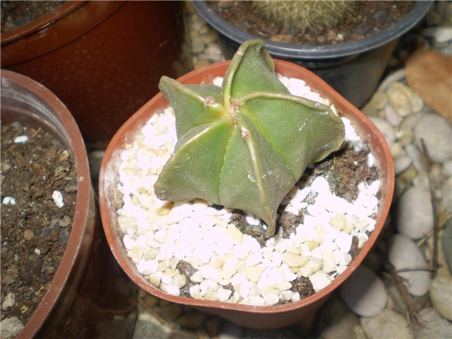 kaktus